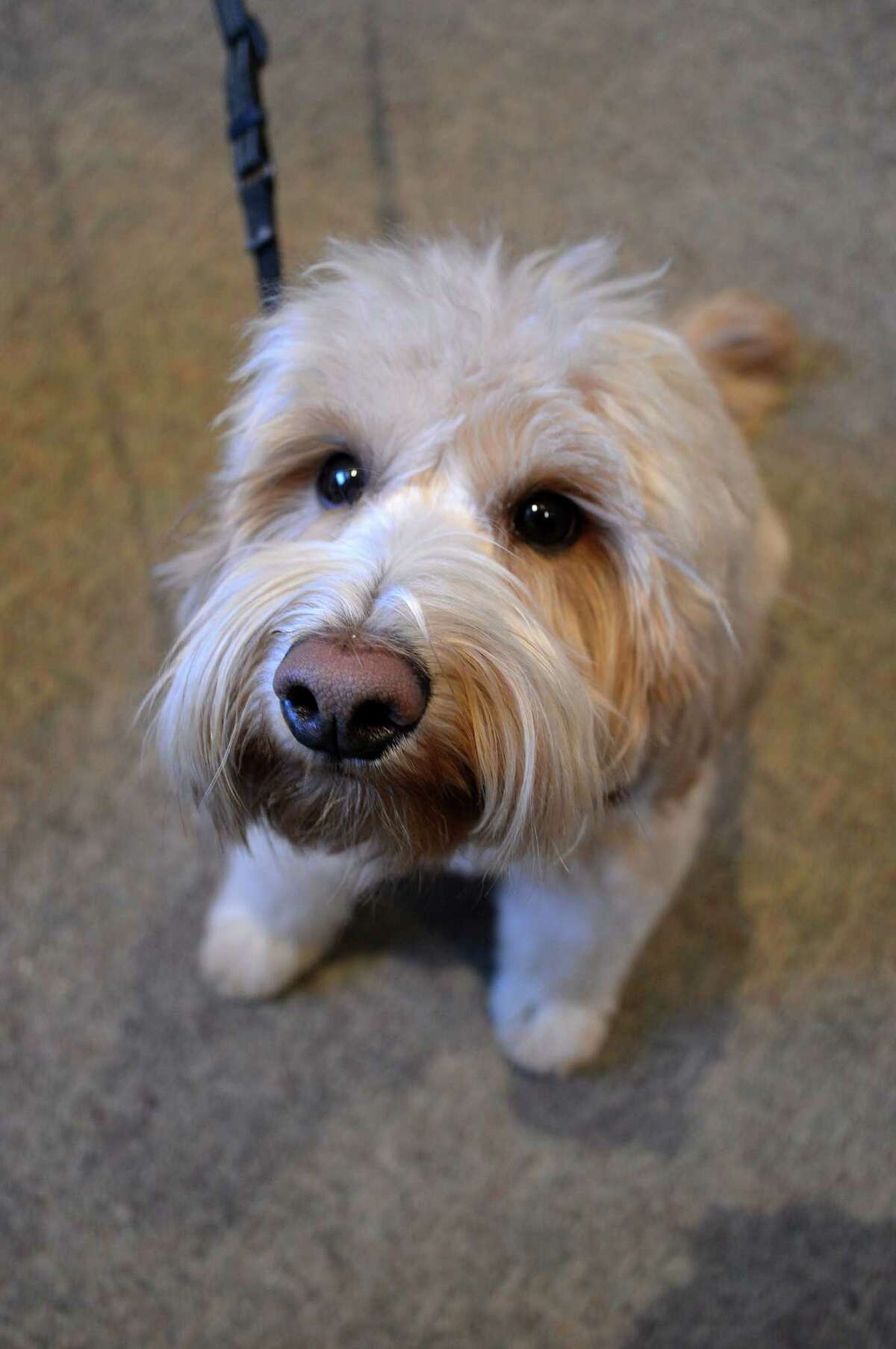 Sadie's 'golden' moment: Therapy dog named Westport's Top Dog