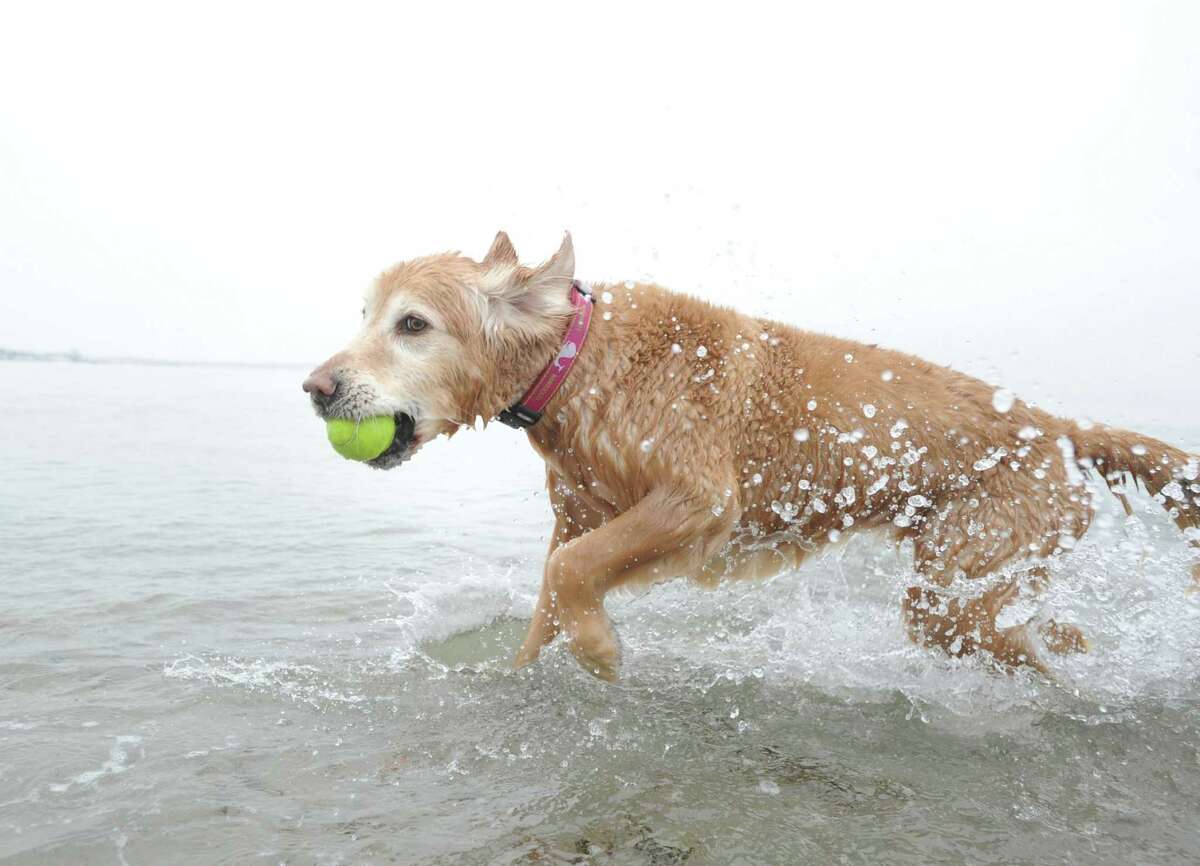 Tessie, a Golden Retreiver belonging to Anna Kokkinos of Rowayton, fetches a tennis ball in Long Island Sound at Greenwich Point Park, Conn., Saturday, Feb. 14, 2015. Dogs are allowed into Greenwich Parks from December 1st through March 31st.