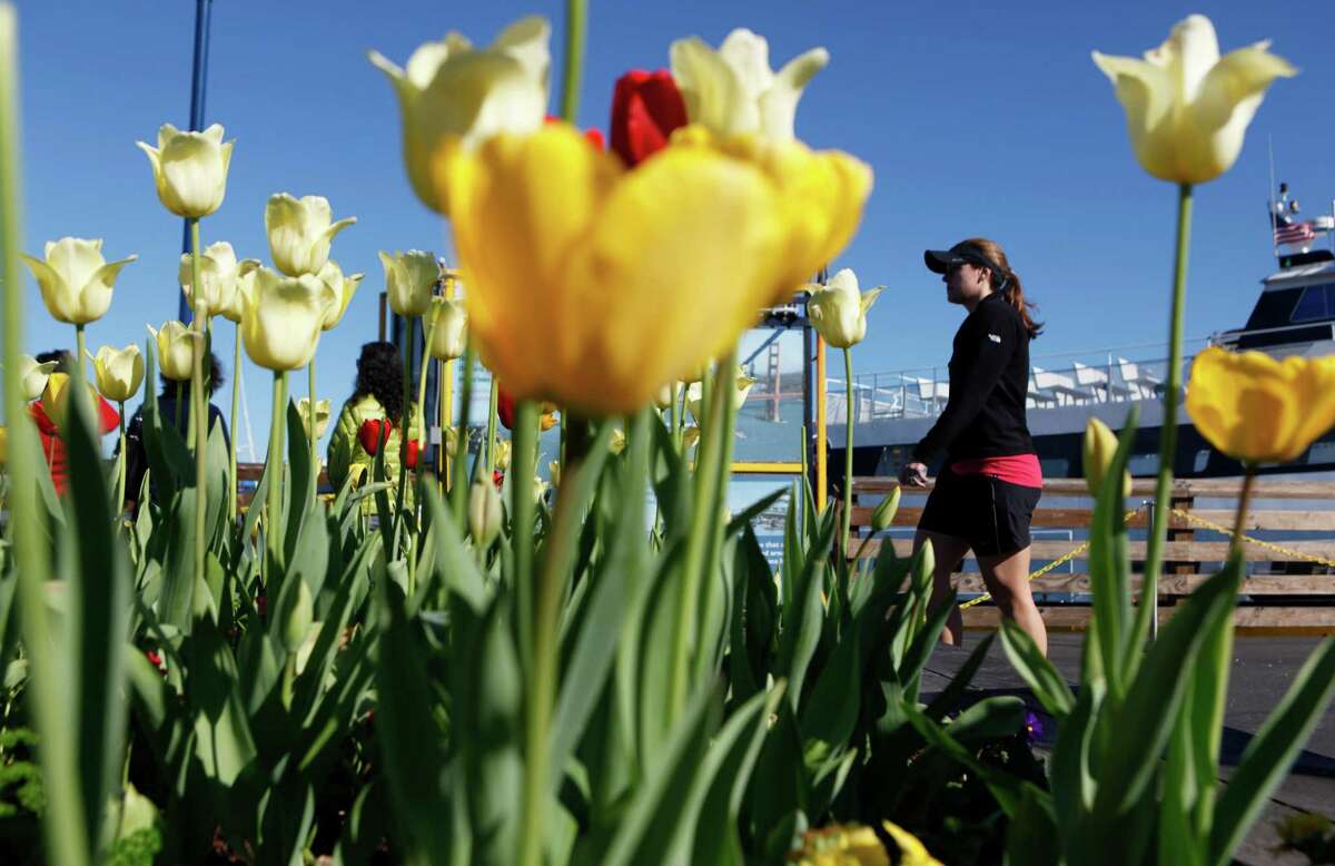 Colorful tulips spruce up Pier 39
