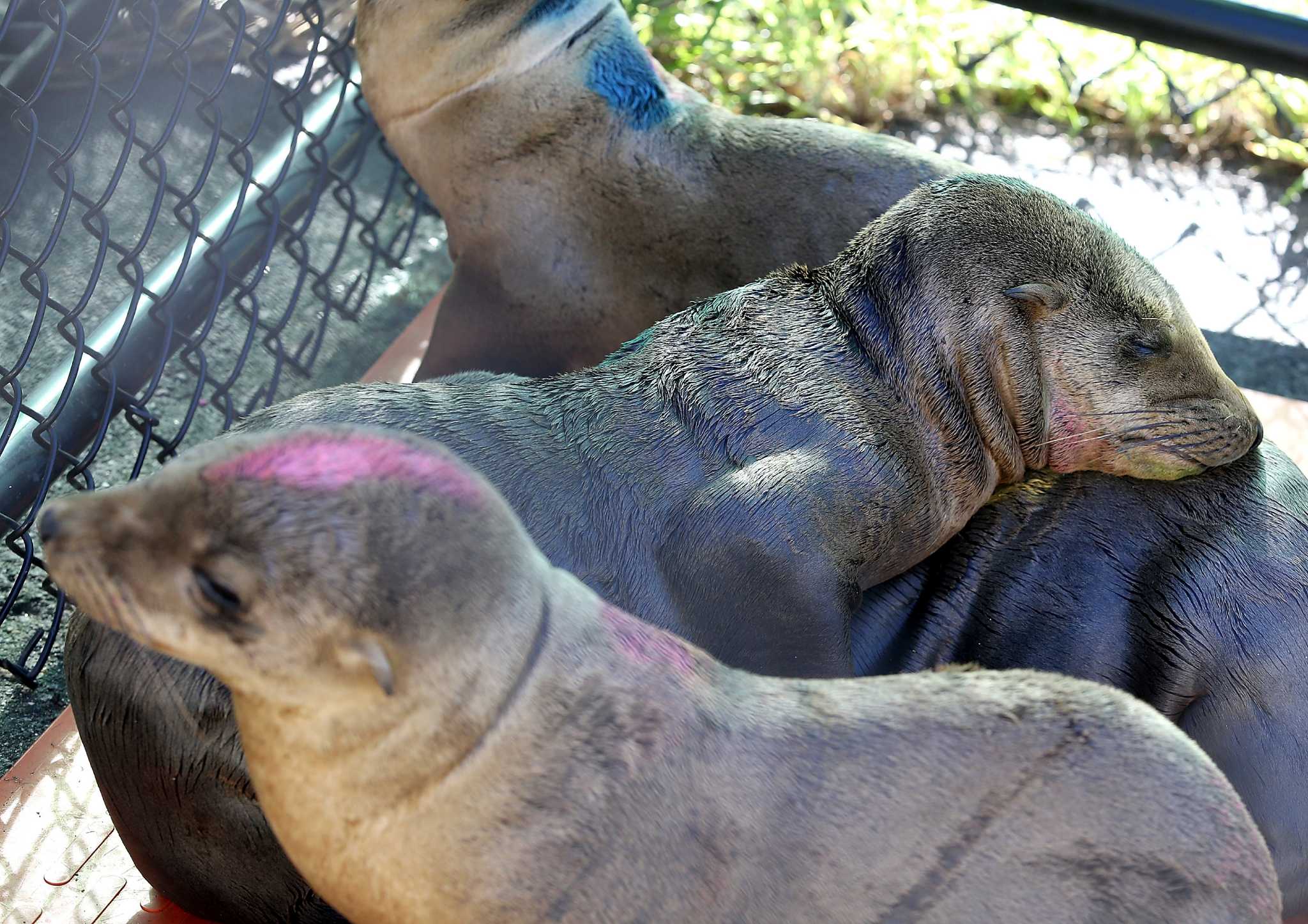 Sea lions desperate for nourishment dying off in alarming numbers on