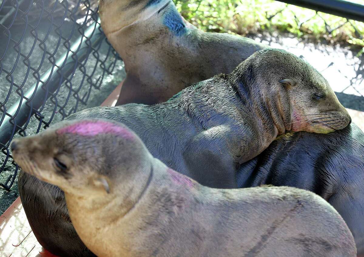 Scientists are struggling to figure out what is causing hundreds of sick and starving California sea lions to wash up on on California shores over the past three winters.