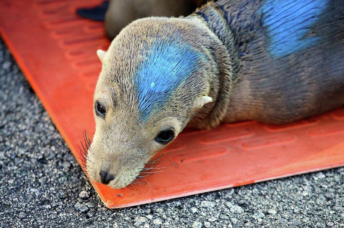 A sick California sea lion pup sits in an enclosure late last week at the Marine Mammal Center in Sausalito, California.