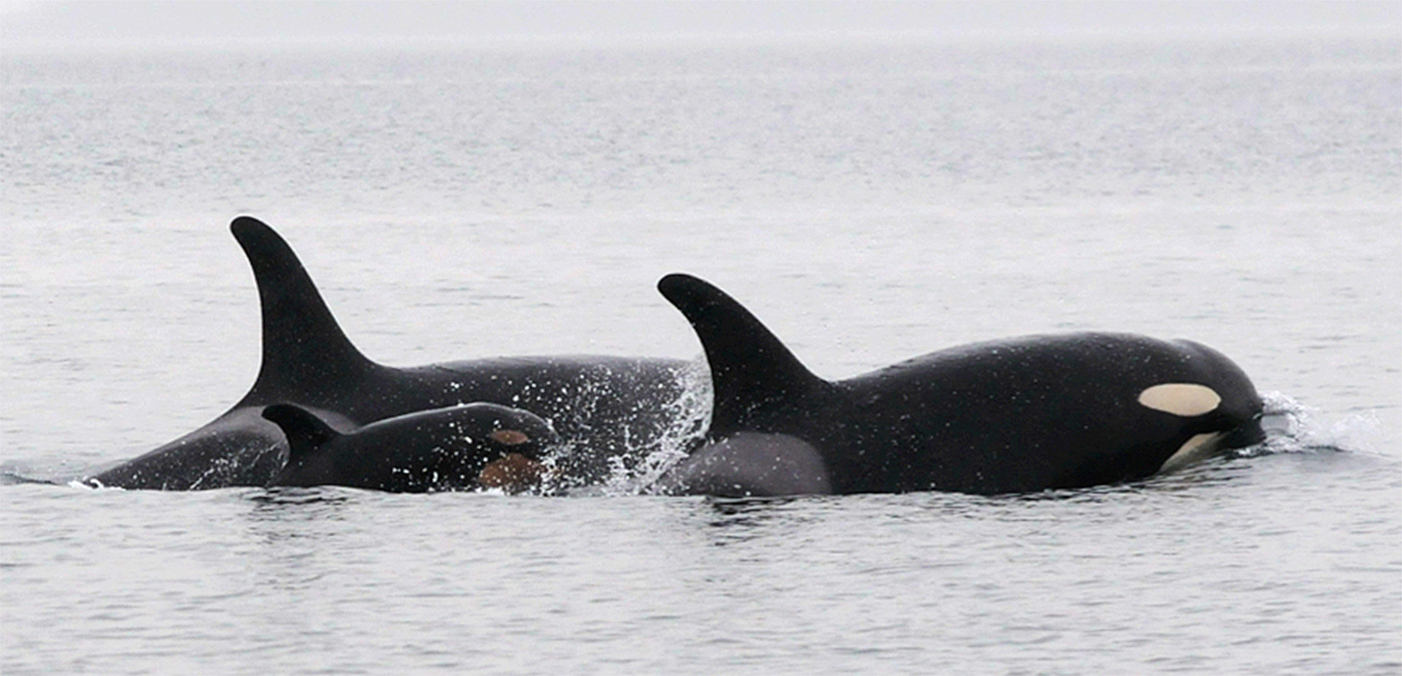 Report: New Orca Calf Born In Southern Resident J Pod