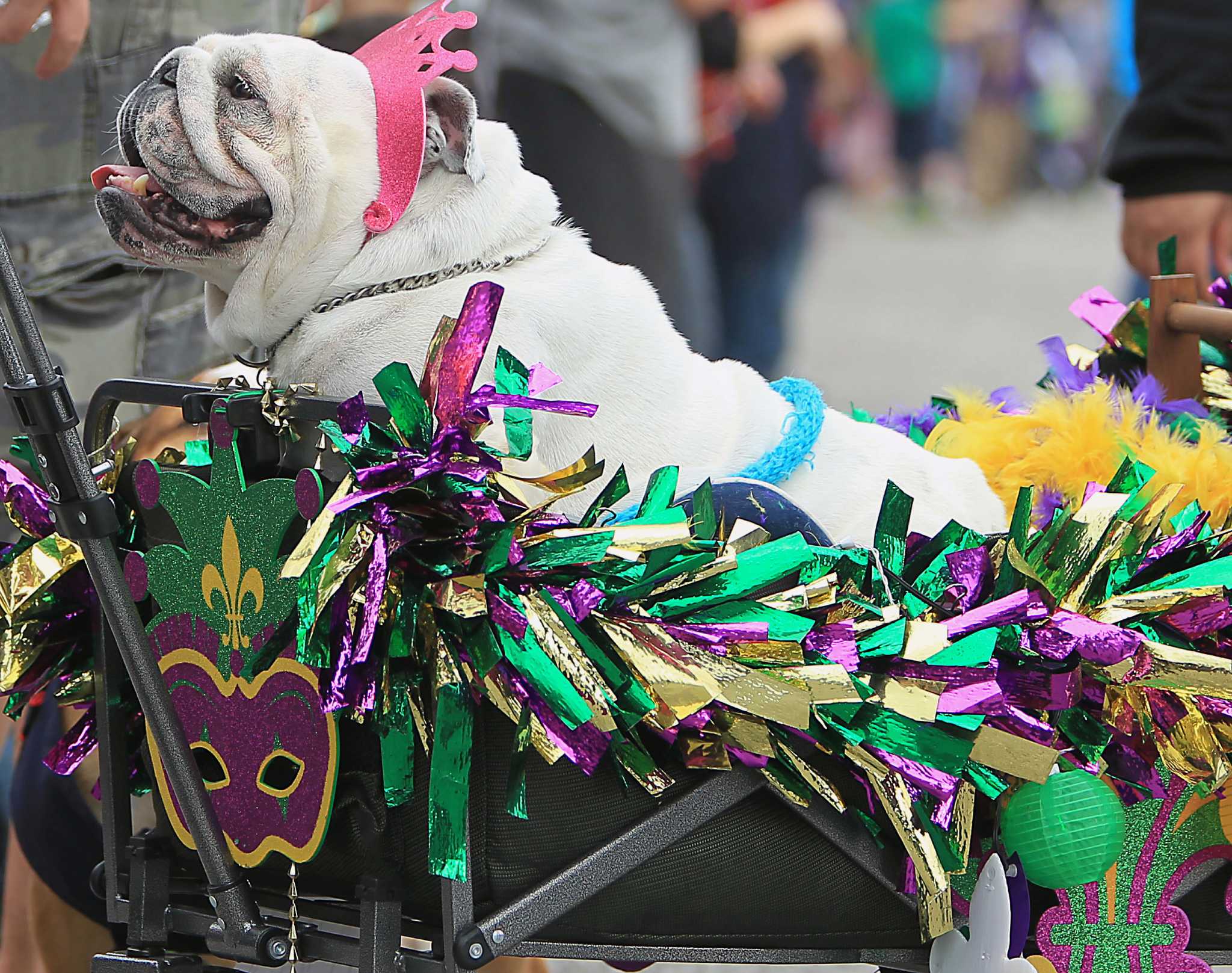 Tails wag at Galveston's Krewe of Barkus & Meoux Parade