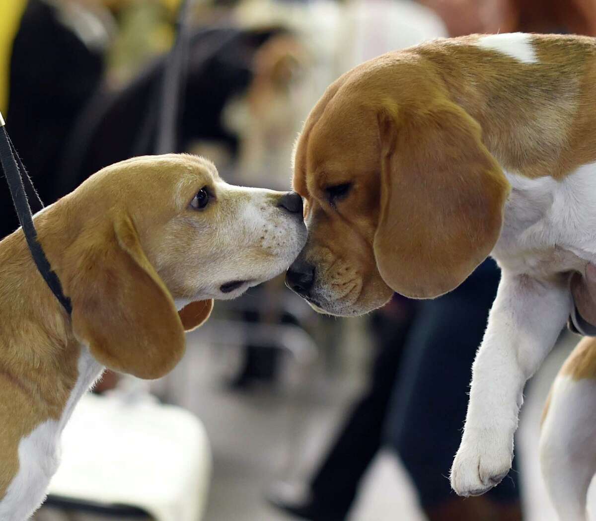 Beagles in the benching area at Pier 92 and 94 in New York City on the first day of competition at the 139th Annual Westminster Kennel Club Dog Show.