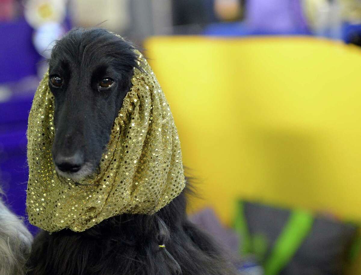 A Afghan Hound in the benching area at Pier 92 and 94 in New York City on the first day of competition at the 139th Annual Westminster Kennel Club Dog Show.