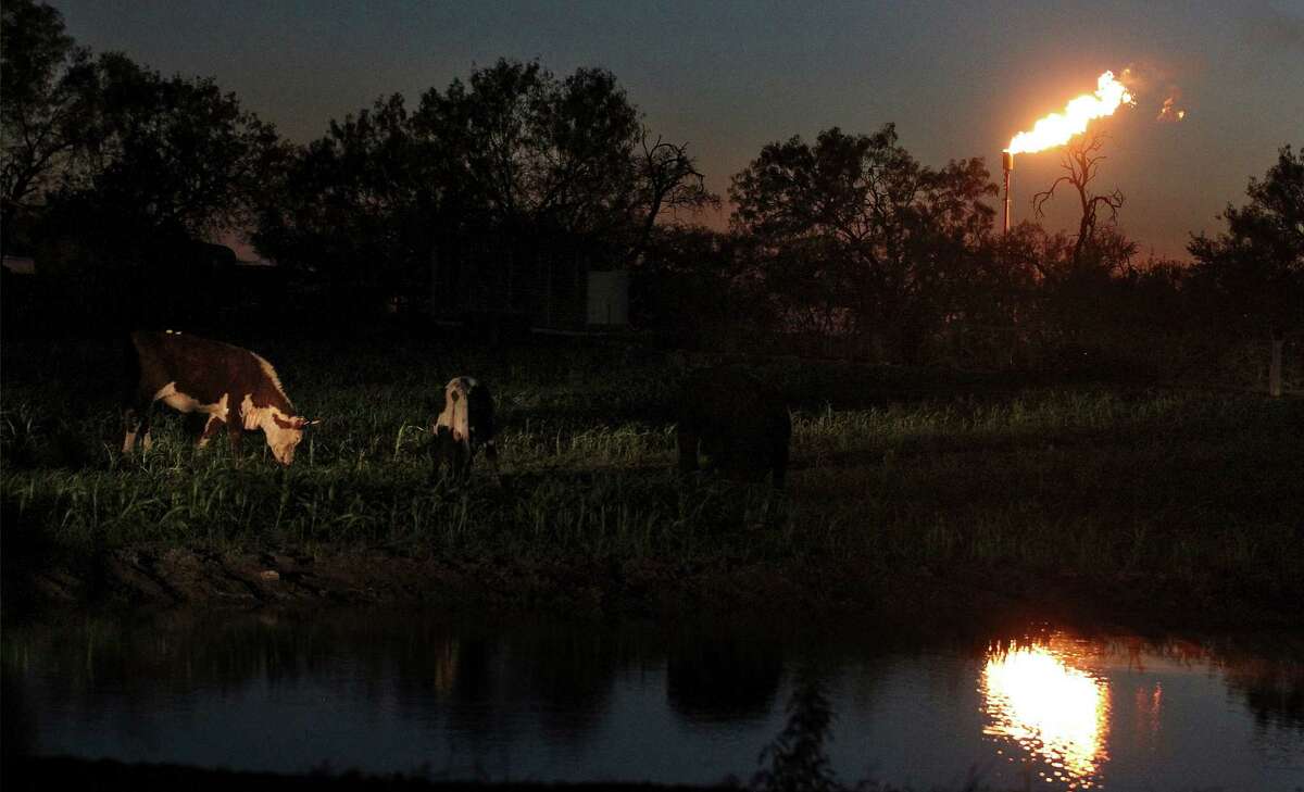 Cattle roam next to a pond at dusk as a flare burns off excess gas at a nearby oil well on the outskirts of Karnes City, Texas. (Kin Man Hui/San Antonio Express-News)