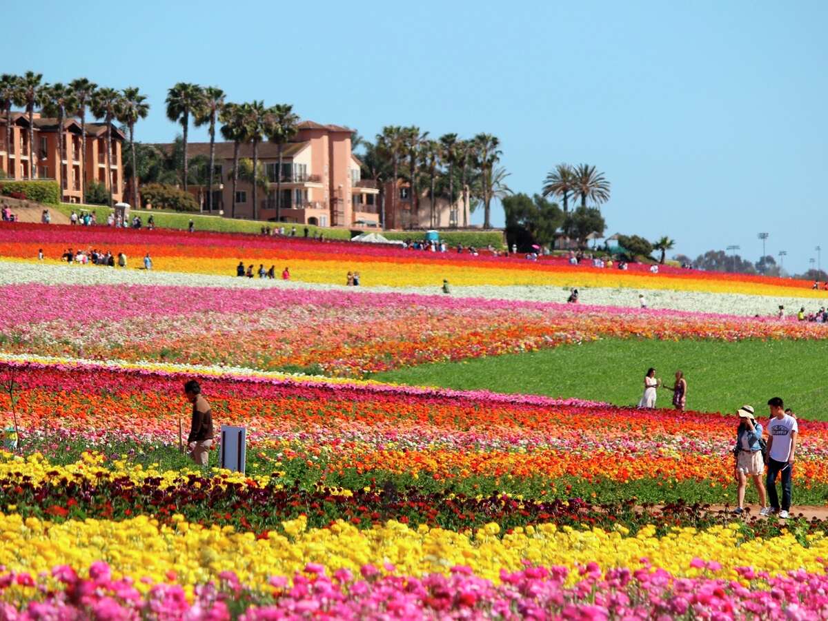 Acres of flowers at Carlsbad Ranch say spring is nigh