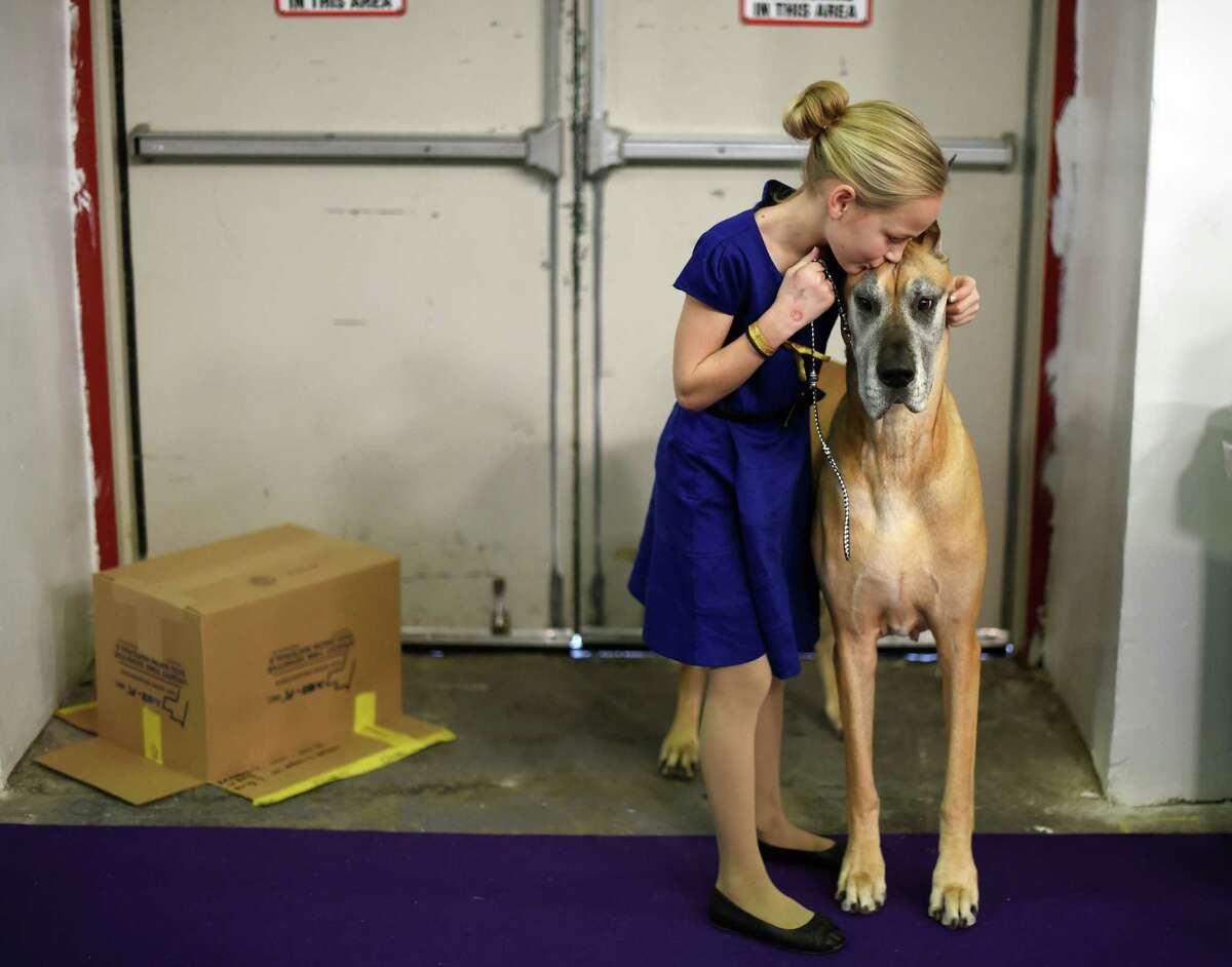 Westminster Dog Show 2015