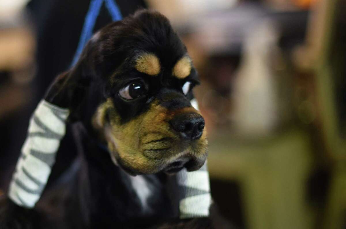 Westminster Dog Show 2015