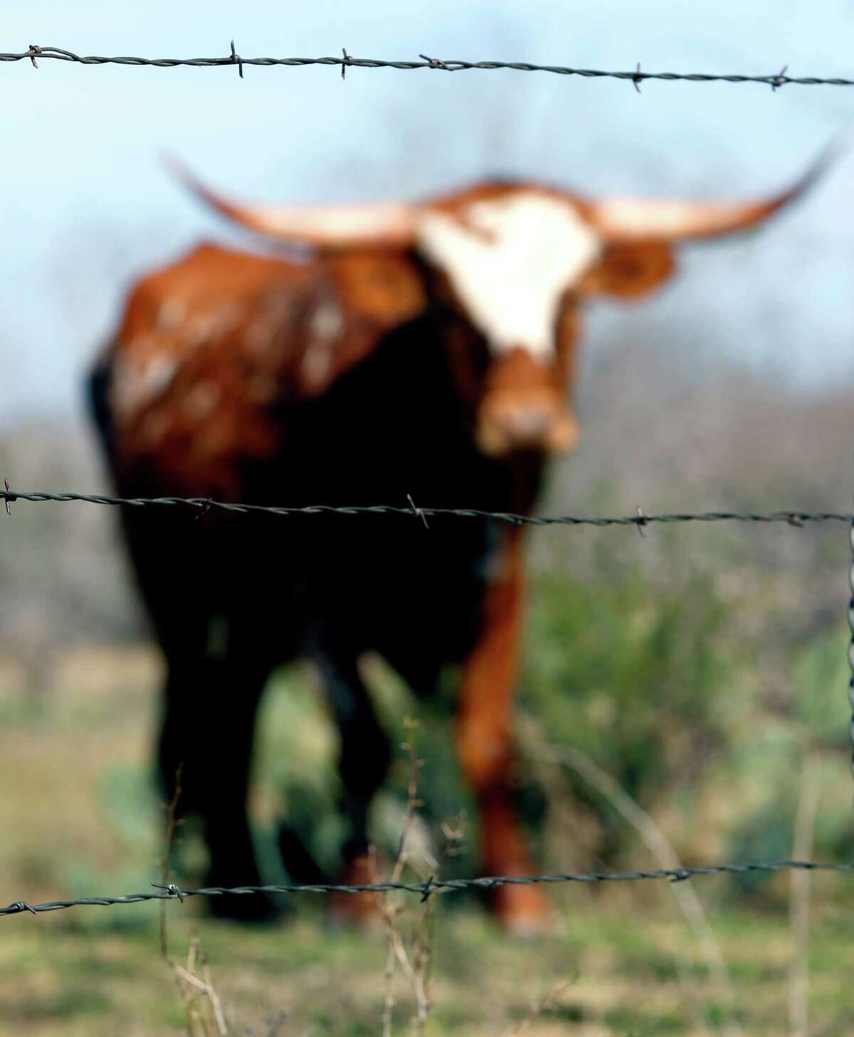 barbed wire fence cattle