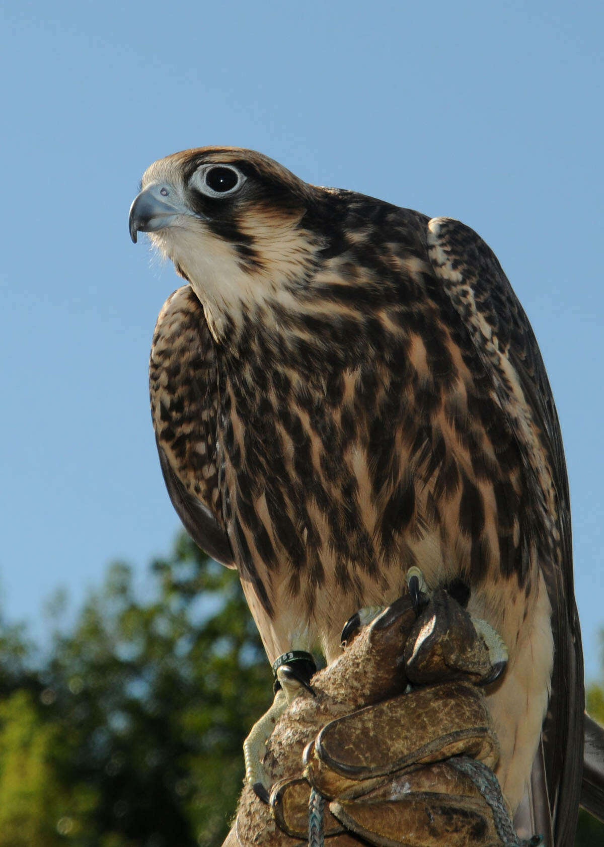 2015: Peregrine 1. Traveling from place to place. Merriam-Webster Online