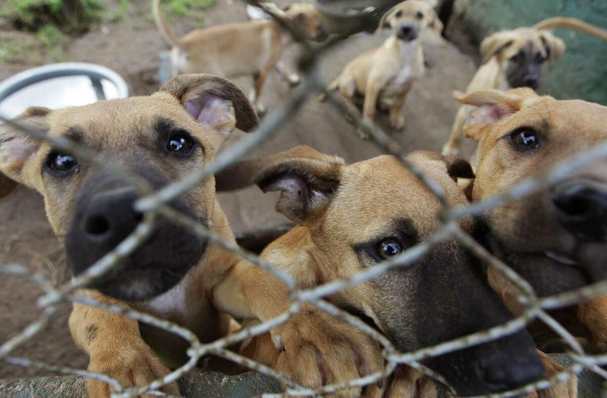Zimbabwe covets canines as dog breeding big business