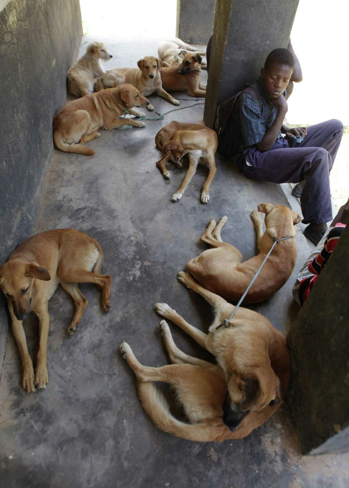 Zimbabwe covets canines as dog breeding big business