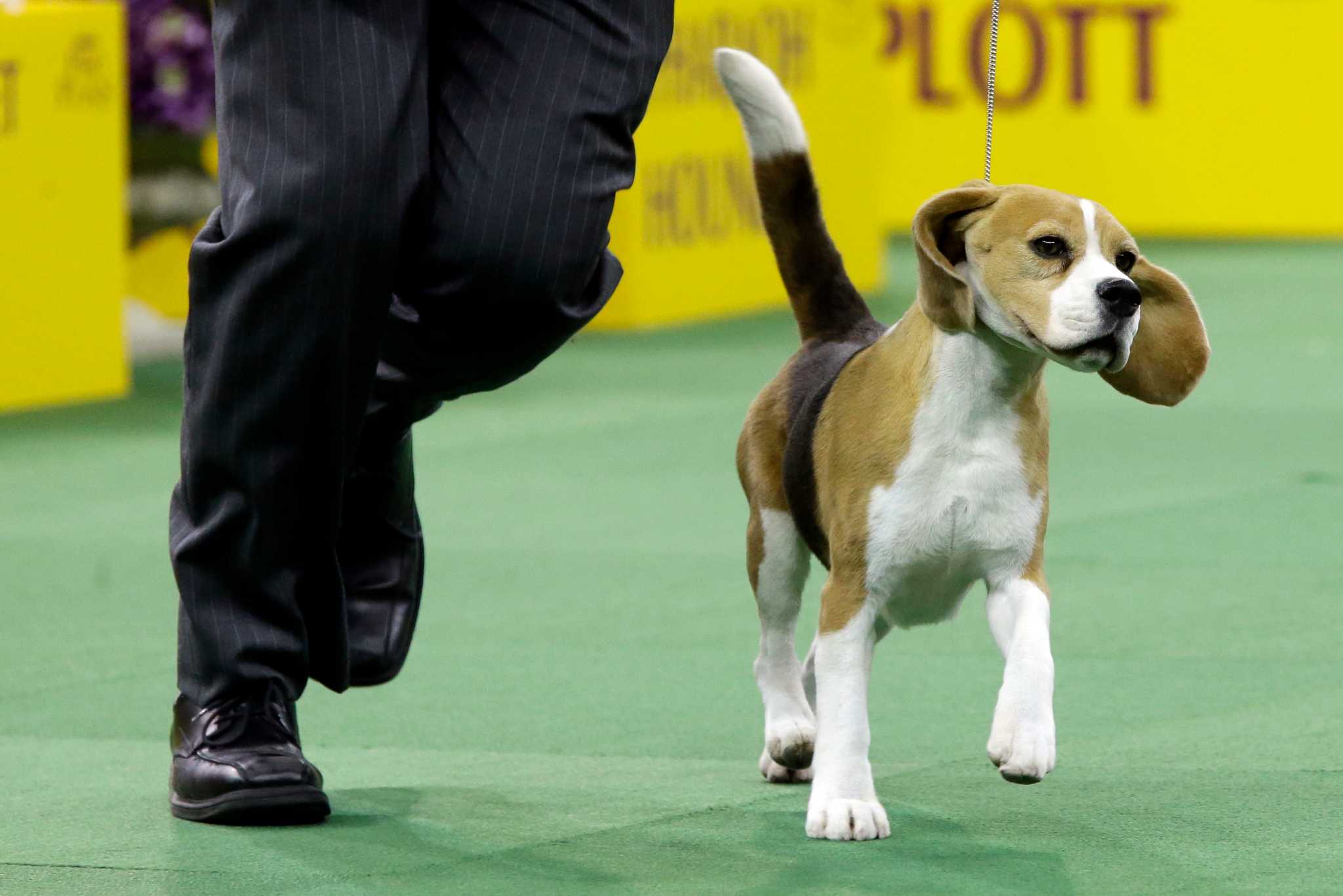 Tail-wagging beagle wins best in show at Westminster