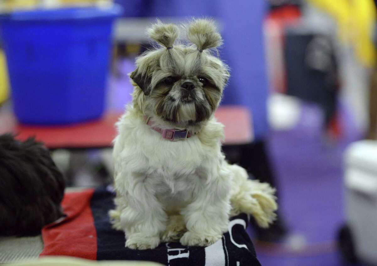 American Kennel Club names Houston's top dog breeds