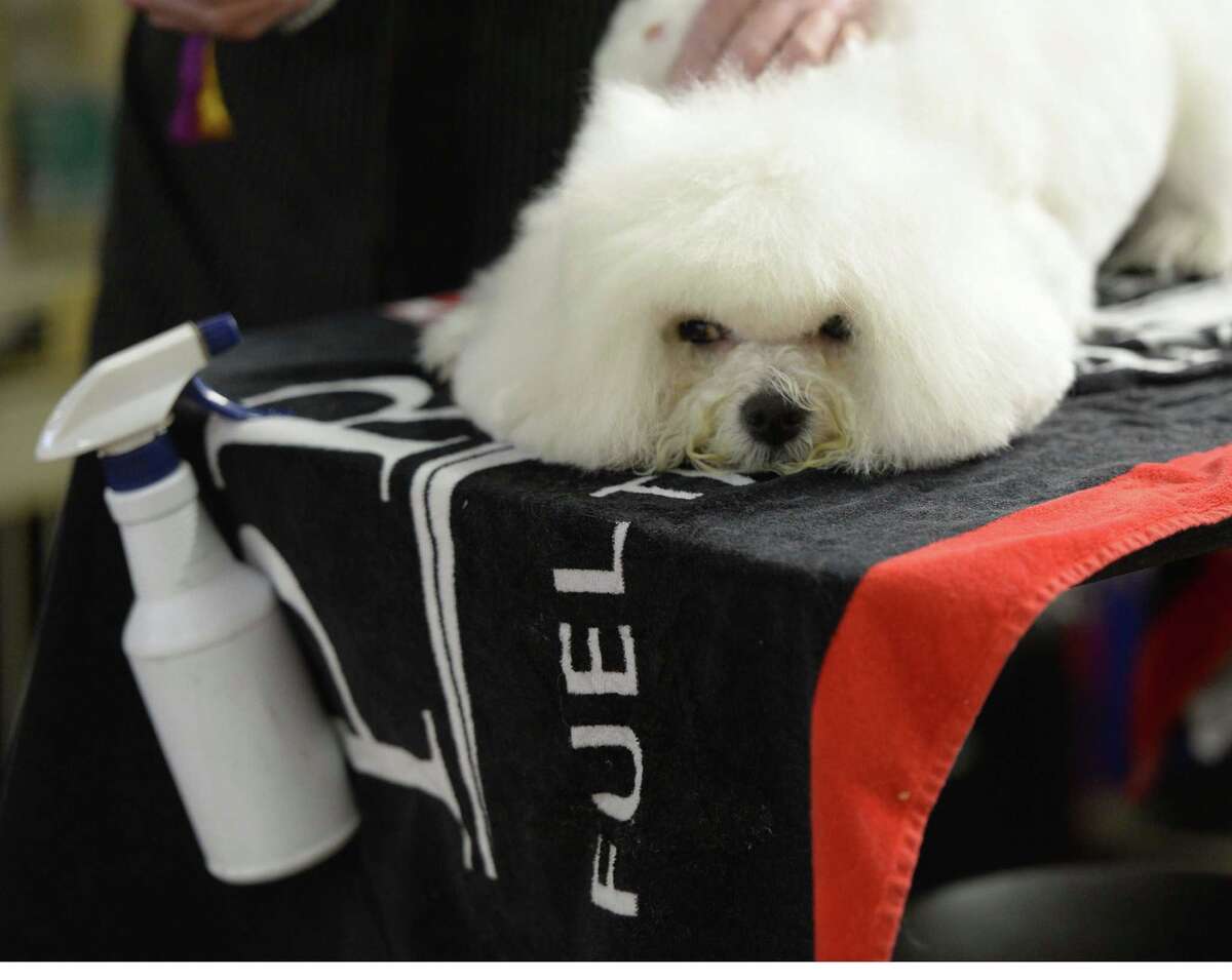 American Kennel Club names Houston's top dog breeds