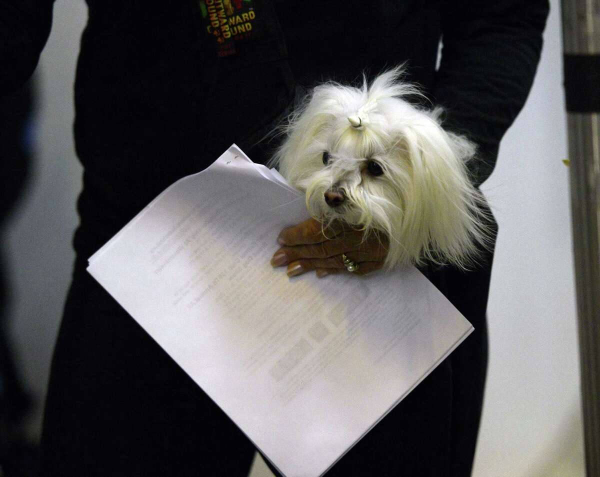 American Kennel Club names Houston's top dog breeds