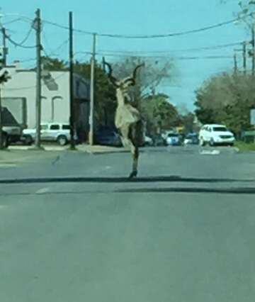 Antelope Escapes South Texas Zoo Leads Authorities On Chase