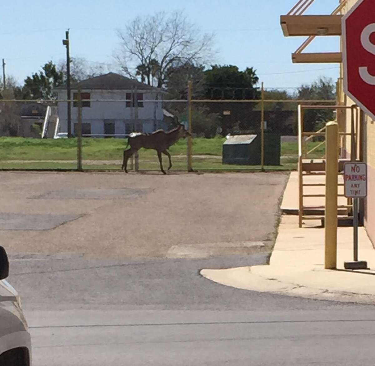 An antelope residing in the Brownsville Gladys Porter Zoo escaped during an attempted transfer and led authorities on a chase through downtown Brownsville on February 18, 2015.