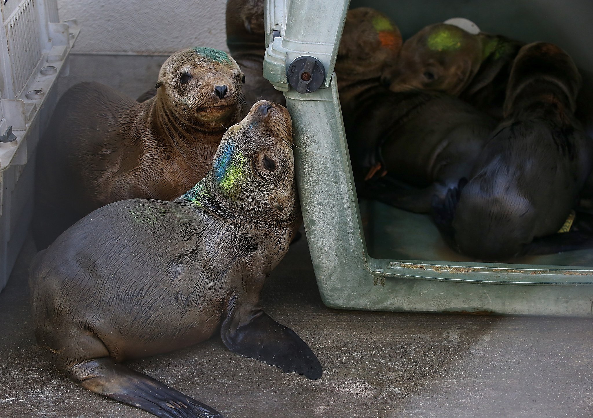 What's Causing Sick Sea Lions to Wash Ashore in San Diego? 