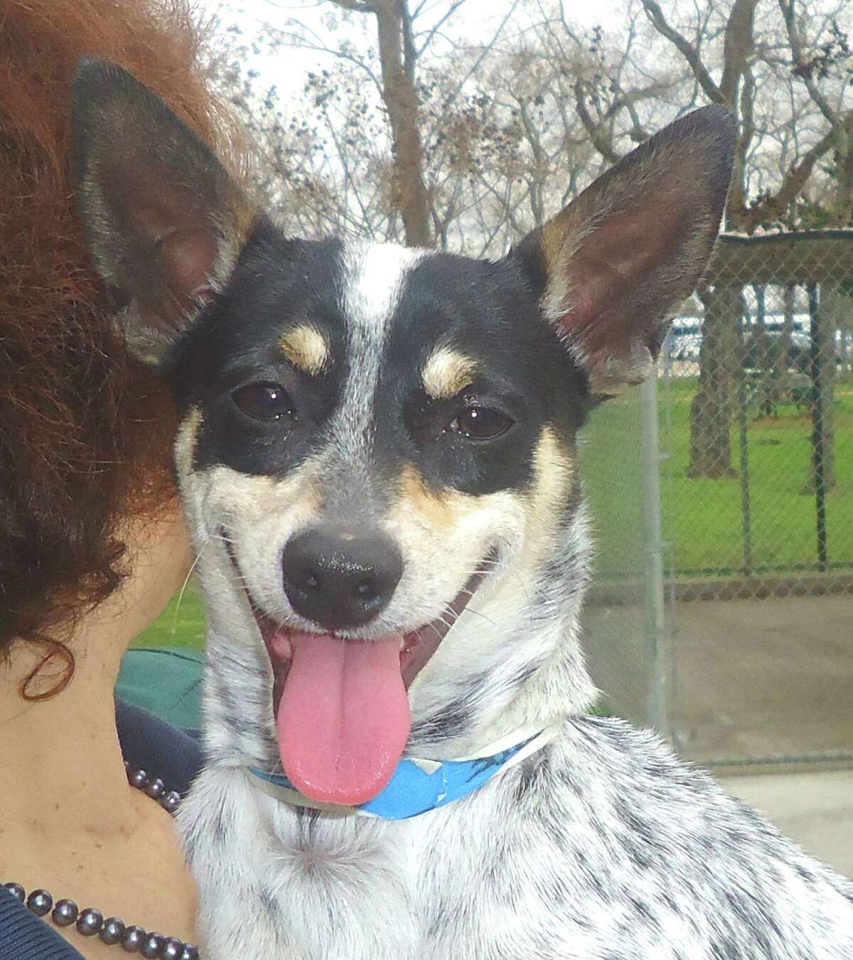 Alexander the Great chapter is great