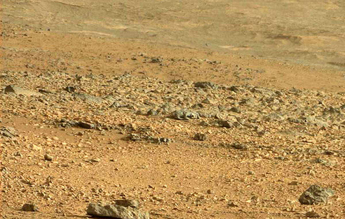 The picture (possibly enhanced?) that started it all. In the center of the image is what one blogger says is creature on Mars. Some say lizard and some say rat ... we smell a rat for sure. Nevertheless, it got us thinking about the truly remarkable creatures on Earth and what we'd be thinking if we saw one of them on Mars.