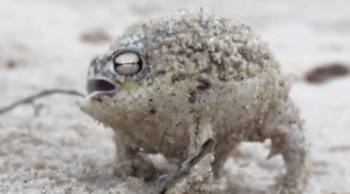 1. The Desert Rain Frog would raise eyebrows especially once we all heard the very surprising and super cute croak this dude makes. (Listen and watch in next slide.)