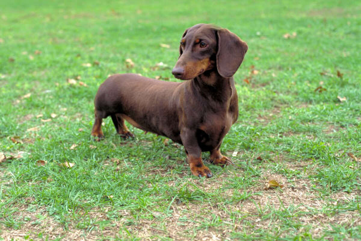 Our furry friends are like family, but that didn't stop one list from ranking the top dogs in the country. See how the top 10 pooches in America and more of the best dogs from around the nation ranked.DachshundNationwide: 10South: 8 (tied with Bulldog)