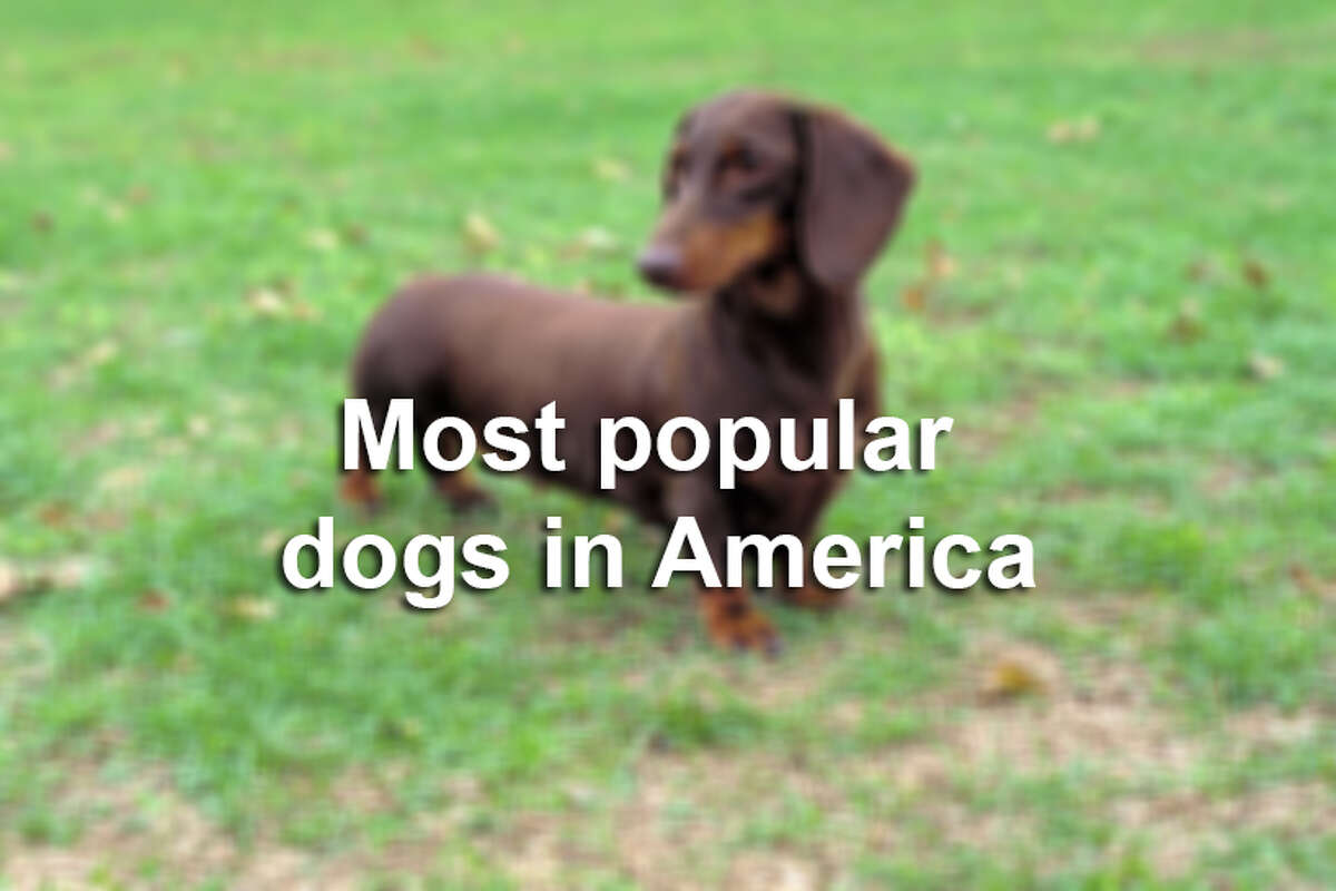Most popular dogs in America