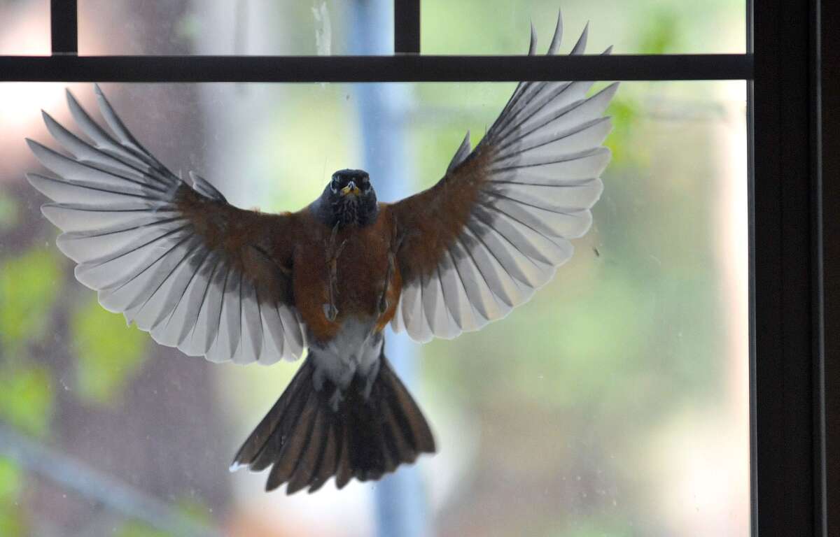 A male robin attacks its reflection in a bedroom window. Many birds ﻿﻿attack their reflections in windows while defending their territory.﻿
