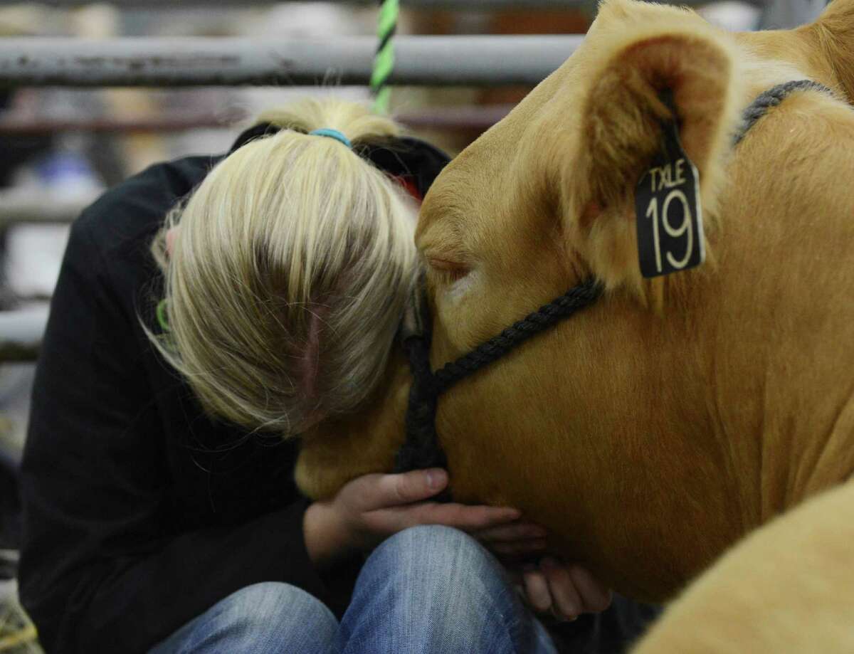 Gatlynn Johnson snuggles with her heifer on the grounds of the San Antonio Stock Show & Rodeo on Friday, Feb. 20, 2015. Gatlynn and her family traveled from Centerville, Texas, to show her heifer.