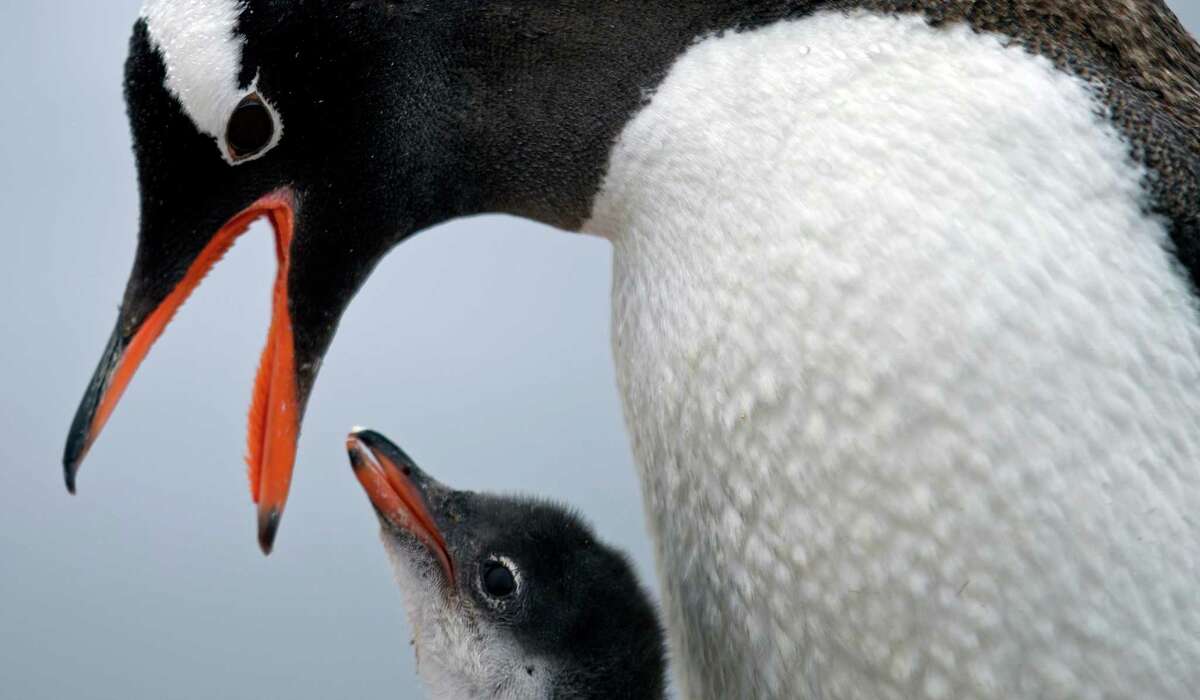 In this Jan. 22, 2015 photo, a Gentoo penguin feeds its baby at Station Bernardo O'Higgins﻿. Antarctica's role in continent configuration helps to "understand many aspects in the diversity of animals and plants."﻿