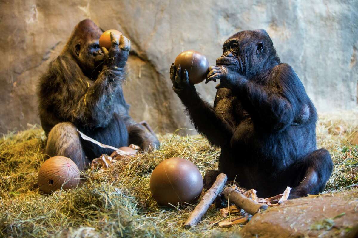 Gorillas Pete and Nina, both born in 1968, celebrated their 47th birthdays with treats from zookeepers Saturday, February 21, 2015, at Woodland Park Zoo in Seattle, Washington.
