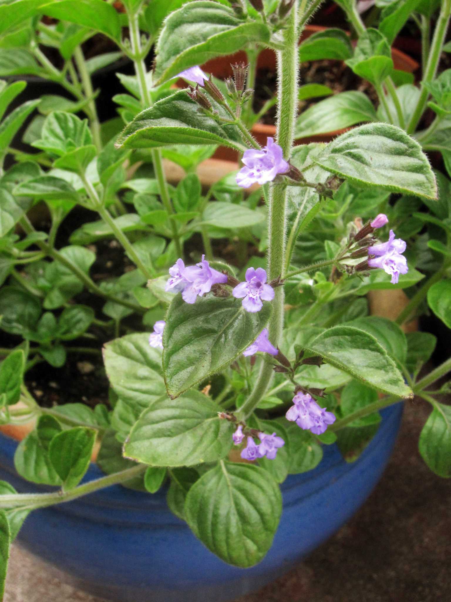 Nepitella: Must-try herb for Italian cooking