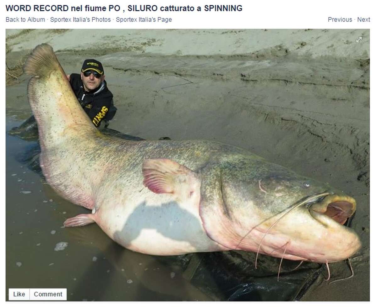 Dino Ferrari caught a giant 280-pound big wels catfish in the Po River.