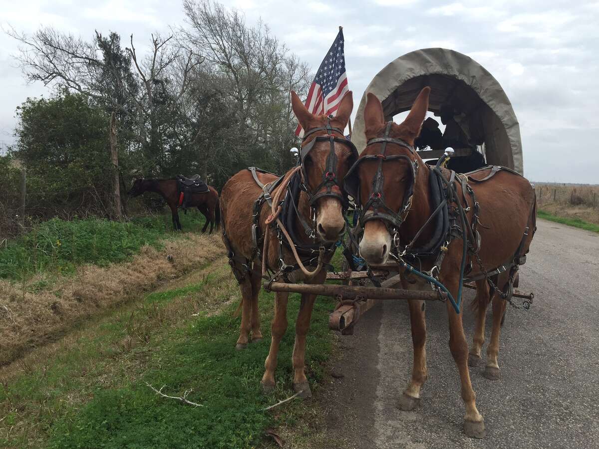 Houston Livestock Show & Rodeo trail rides raise awareness, carry on ...