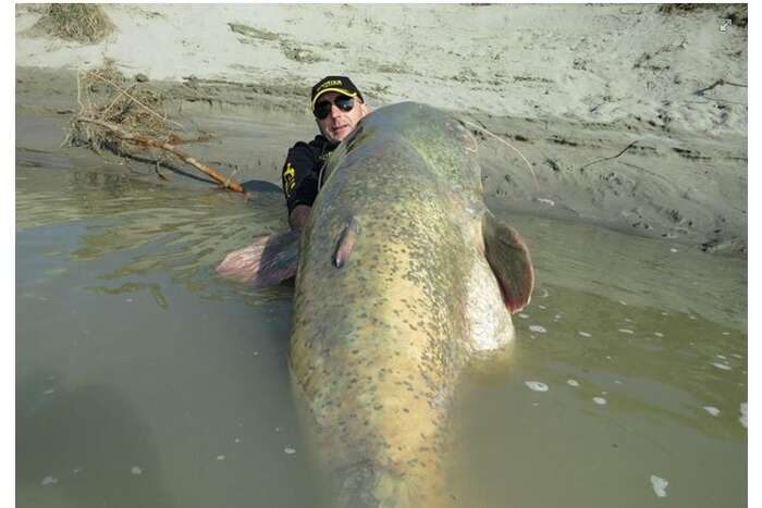 Italian Fisherman Catches Enormous 280 Pound Wels Catfish In Italian River