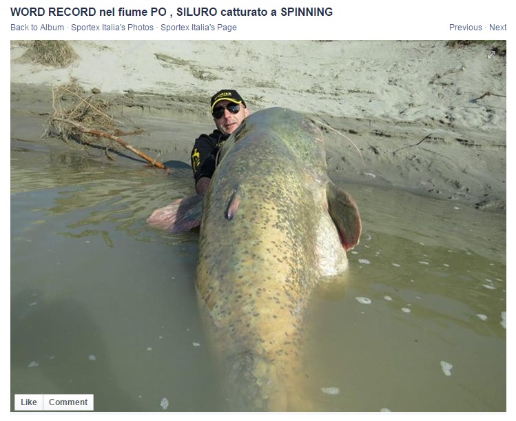 Italian fisherman catches enormous 280-pound wels catfish in