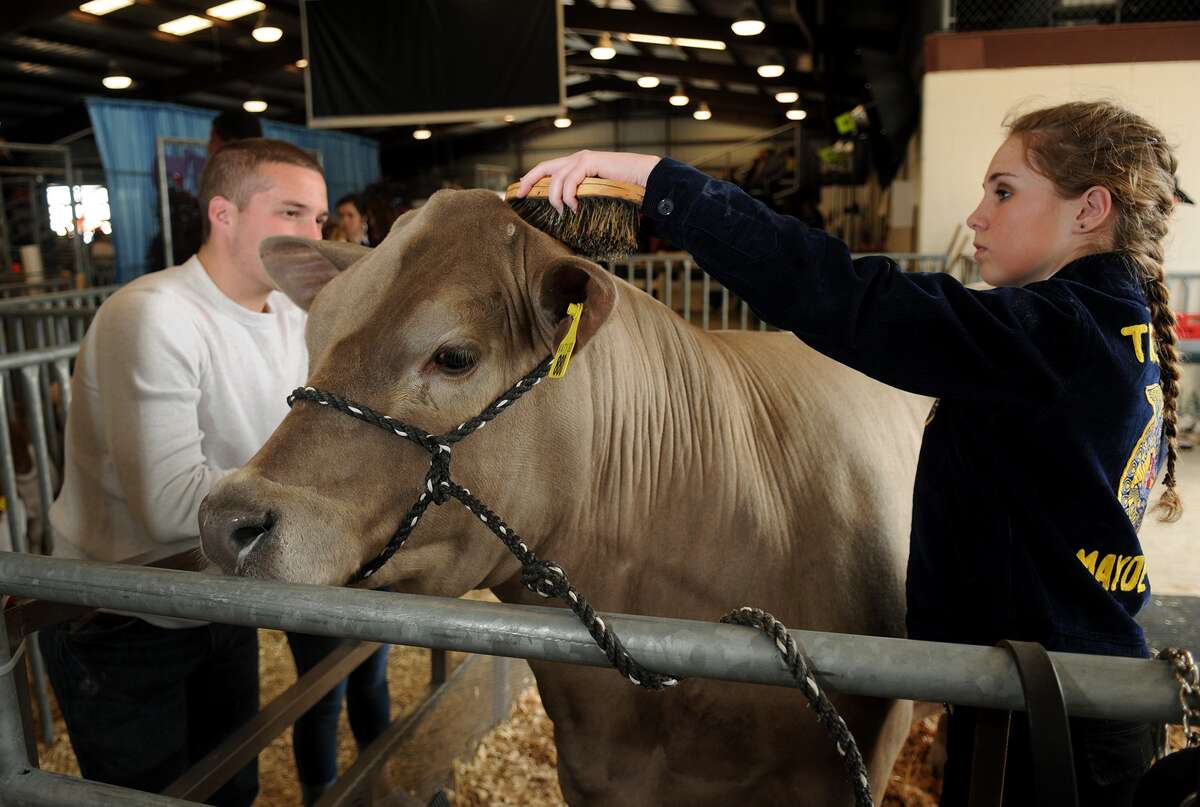 Cailee Thames, 16, right, a sophomore at Mayde Creek High School, tends to "Deisel", her 14th place steer, during the start of the 72nd annual Katy ISD FFA auction at the L.D. Robinson Pavilion on Feb. 21.