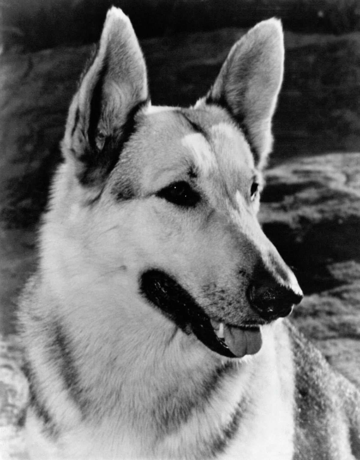 rin tin tin stuffed dog