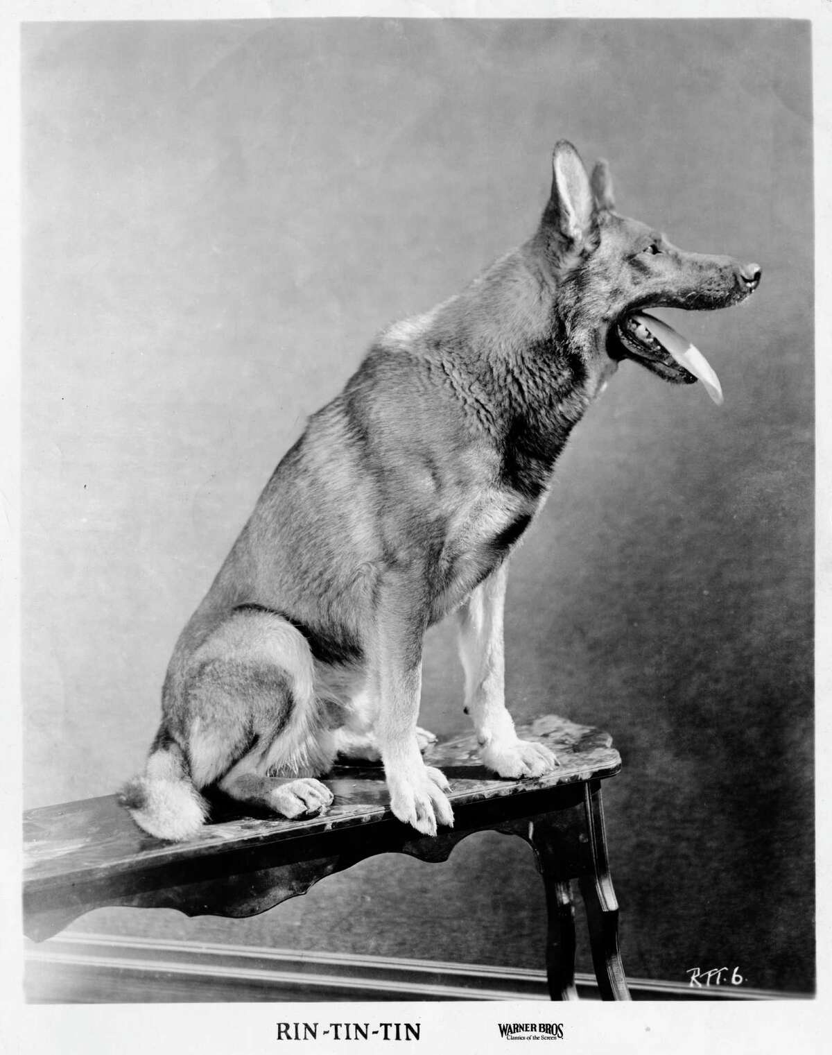 rin tin tin stuffed dog