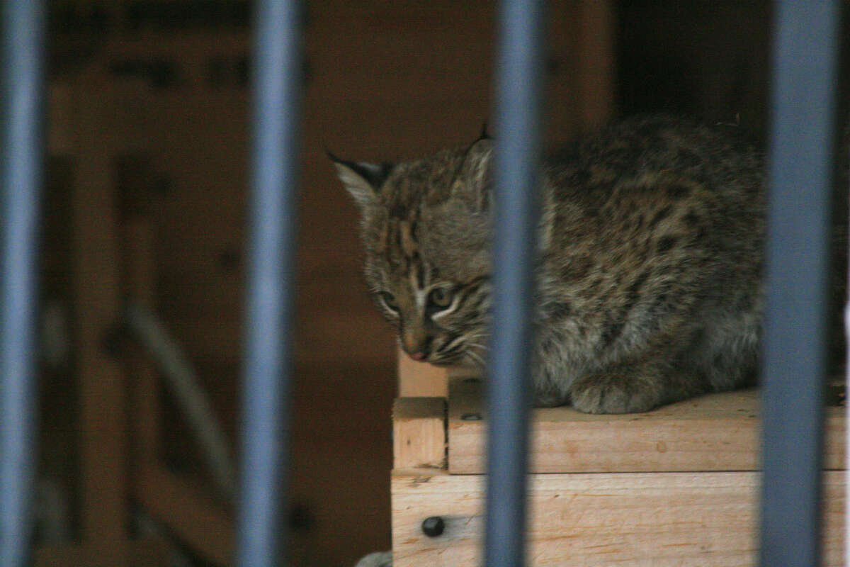 Trail cam turns Texas bobcats into Facebook stars