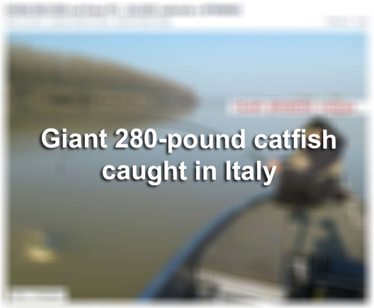 Click through the slideshow to view the giant 280-pound big wels catfish caught by Dino Ferrari in the Po River.