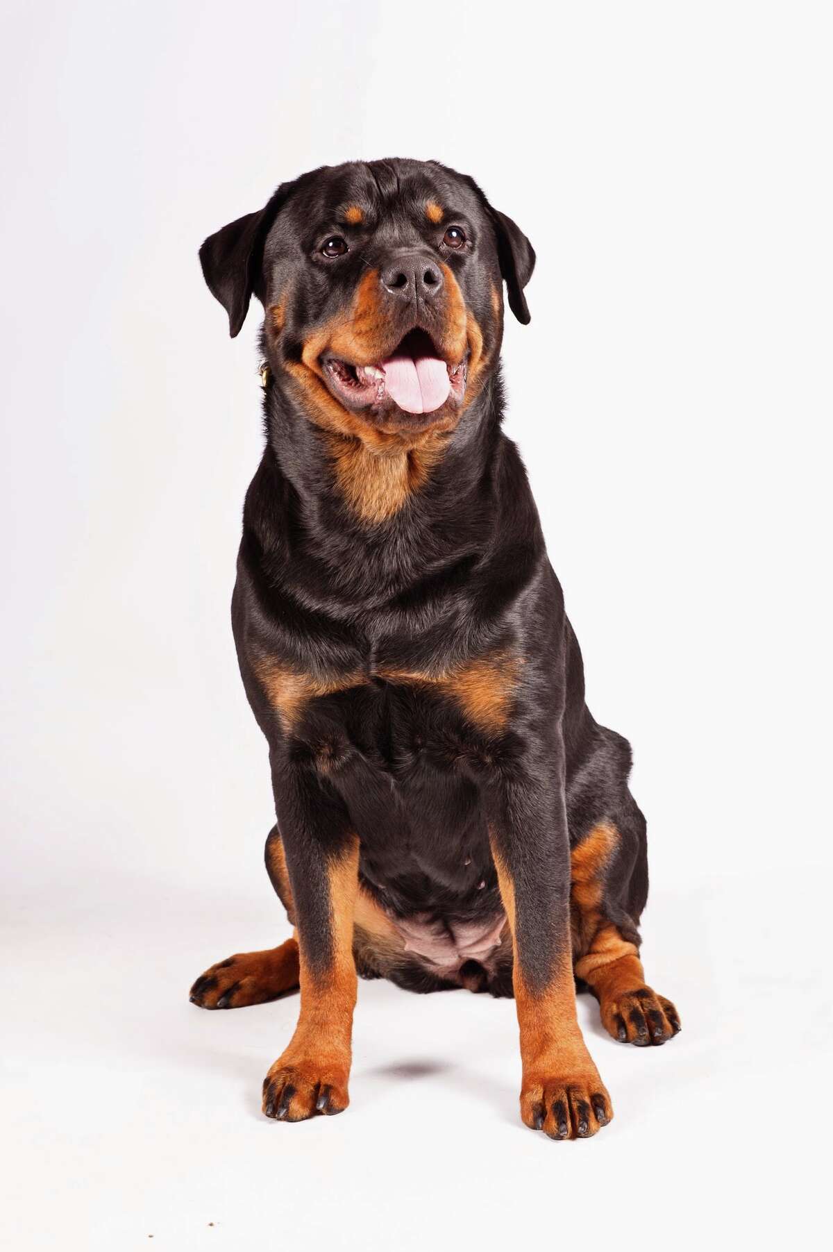 No. 9: Rottweiler Personality: loyal, loving and a confident guardian 