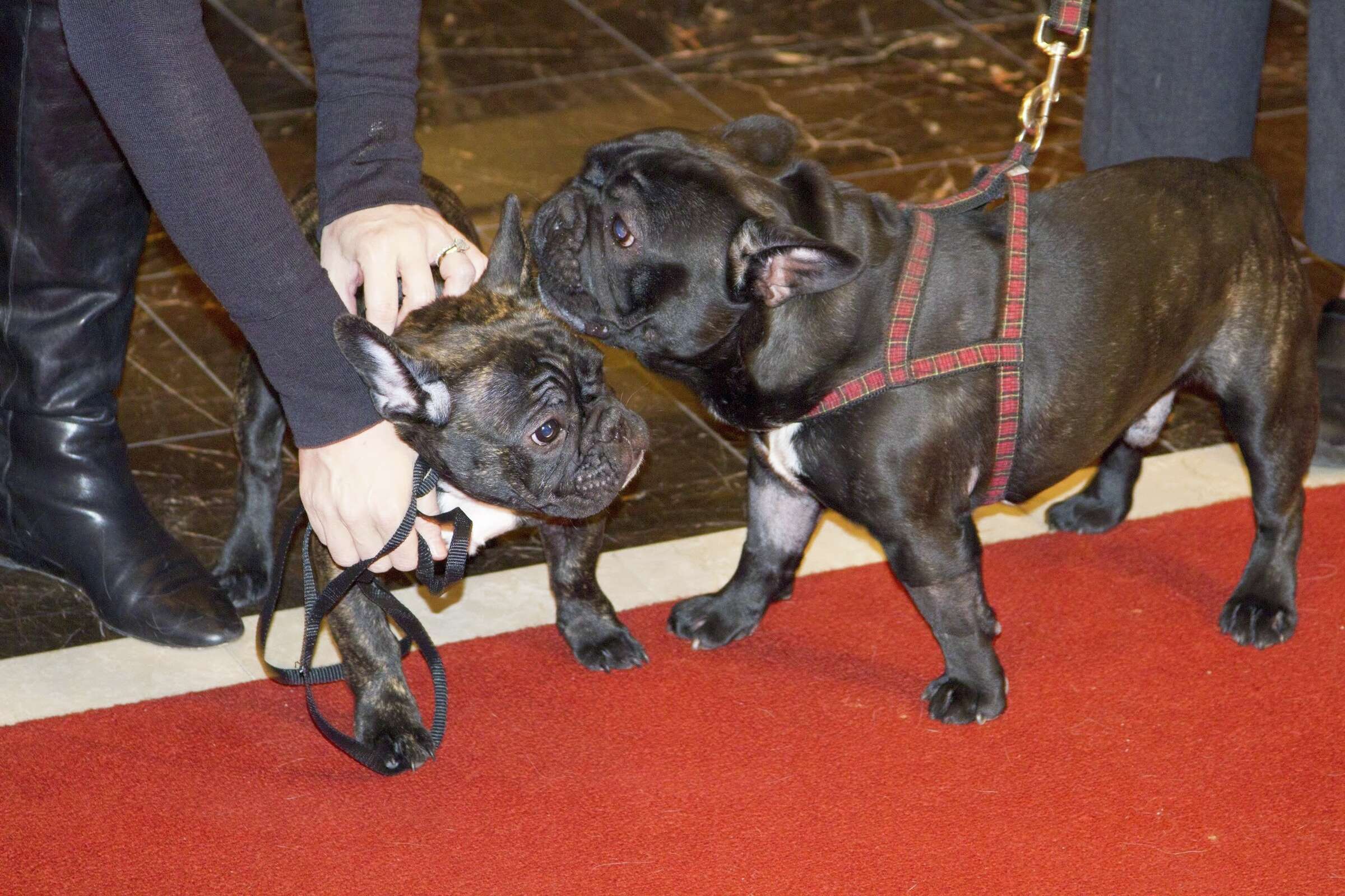 American Kennel Club names Houston's top dog breeds