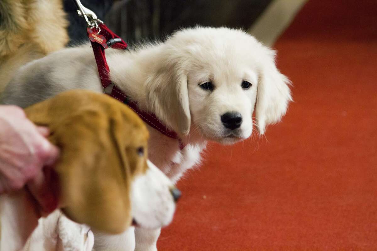 American Kennel Club names Houston's top dog breeds