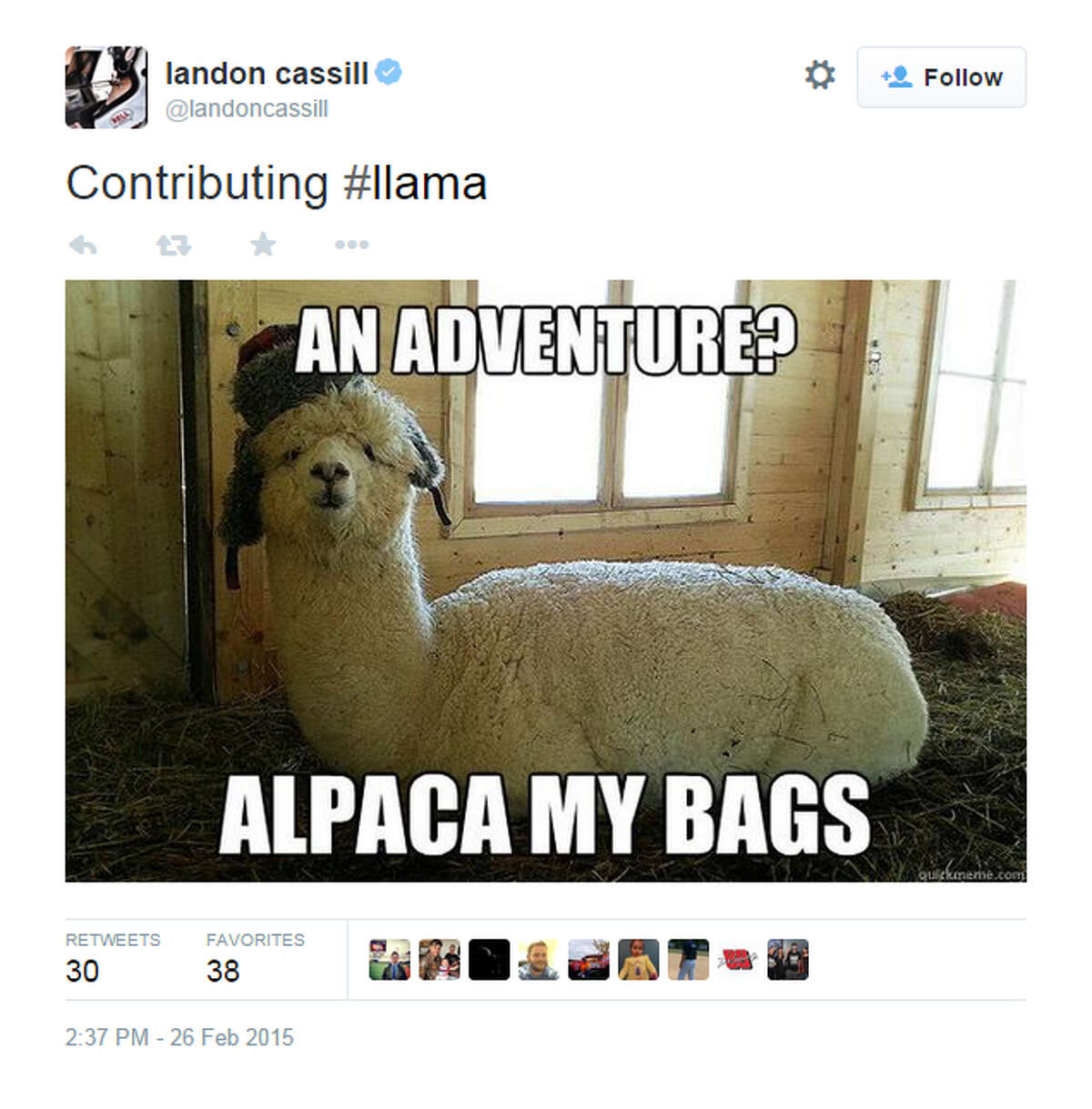 Twitter exploded with llama tweets as the Internet reacted two llamas evading capture during a televised chase for nearly an hour in Arizona on Thursday, Feb. 26, 2015.