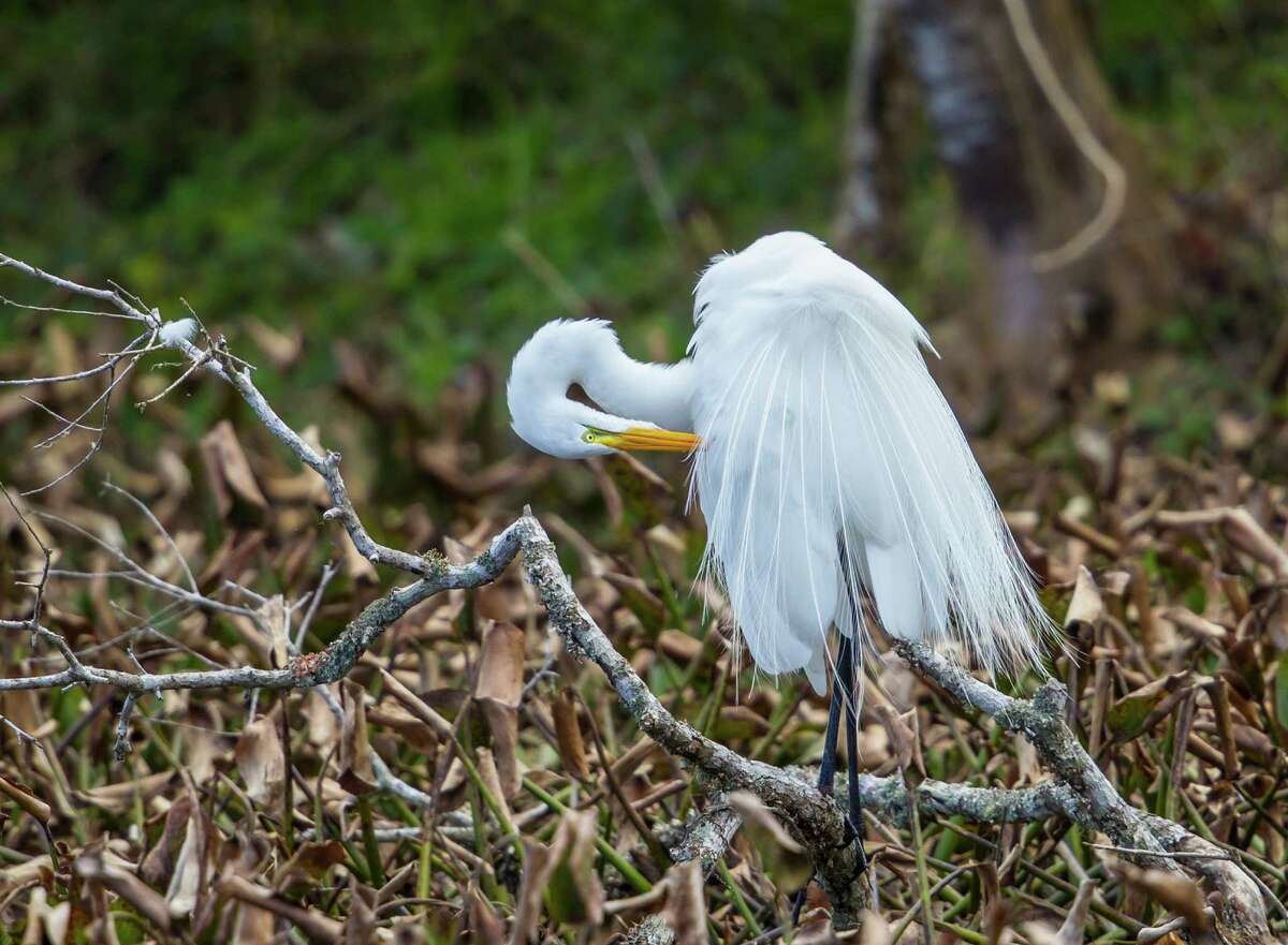 A great egret preens its newly developed breeding plumes on Elm Lake at Brazos Bend State Park.﻿