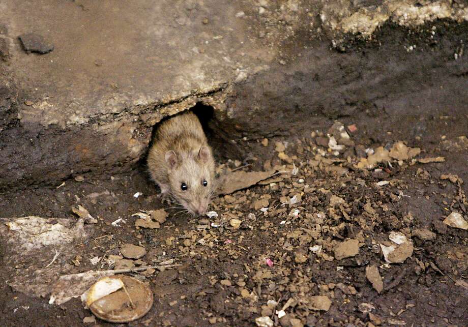 Click ahead to see the top 10 cities with the worst rat problems, according to data from Orkin pest control.  Photo: Julie Jacobson, Associated Press